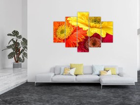 Tablou - Flori Gerbery (150x105 cm)