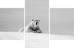 Tablou - Ursul polar (90x60 cm)