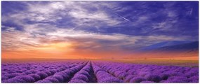 Tablou câmpului cu lavandă (120x50 cm)