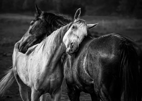 Fotografie Warm rain, Niko Chapa