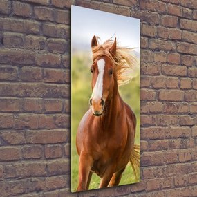 Tablou acrilic Un cal în galop