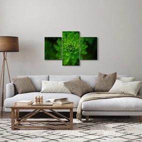 Tablou cu coniferi (90x60 cm)