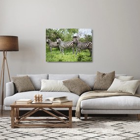 Tablou pe sticlă cu zebre (70x50 cm)