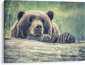 Tablou cu urs (70x50 cm)