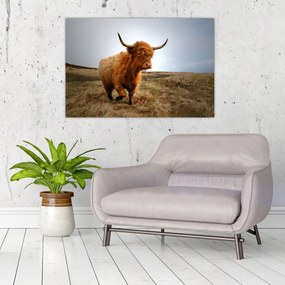 Tablou - Vaci scoțiene (90x60 cm)