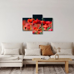 Tablou - flori de maci (90x60 cm)
