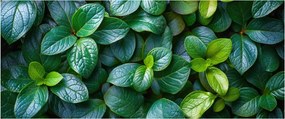 Tablou - Plante verzi (120x50 cm)
