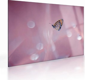 Tablou pe sticlă - Fluturele (70x50 cm)