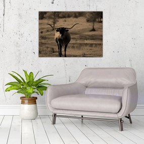 Tablou pe sticlă - Vacă din Texas (70x50 cm)