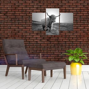 Tablou - Vacă scoțiană,alb-negru (90x60 cm)