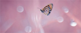 Tablou - Fluture (120x50 cm)