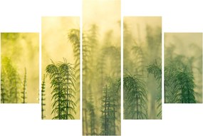 Tablou - Detaliu de primăvară natura cețoasă (150x105 cm)