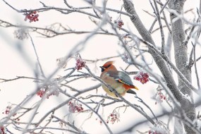 Fotografie Waxwing, Konstantin Selezenev