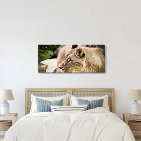 Tablou cu leoaică (120x50 cm)