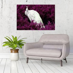 Tablou - Păun alb (90x60 cm)