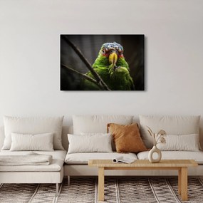 Tablou cu papagal (90x60 cm)