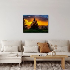 Tablou pe sticlă - coniferi (70x50 cm)