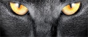 Tablou - Close up portret de o pisică (120x50 cm)