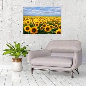 Tablou pe sticlă cu lan de floarea soarelui (70x50 cm)