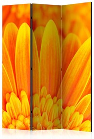 Paravan - Yellow gerbera daisies [Room Dividers]