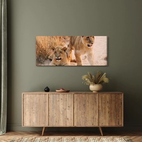 Tablou - Pui de leu (120x50 cm)