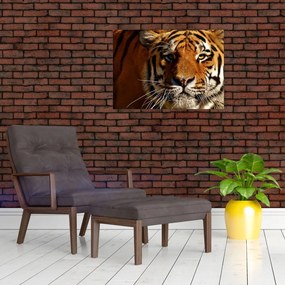 Tablou cu tigrul (70x50 cm)