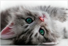 Tablou - Pisica cu ochi verzi (90x60 cm)