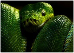 Tablou - Șarpele verde (70x50 cm)