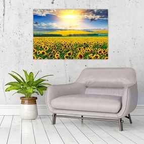 Tablou - Câmp cu floarea soarelui (90x60 cm)