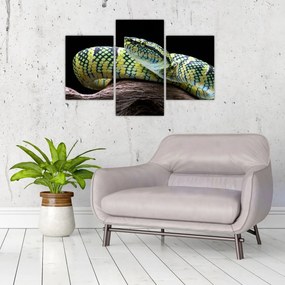 Tablou - Șarpele cu clopoței al lui Wagler (90x60 cm)