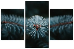 Tablou -Crenguțe ale unui conifer (90x60 cm)