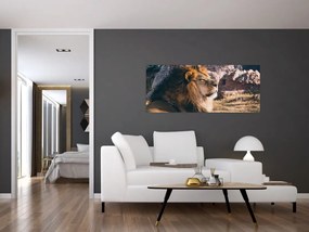 Tablou cu leul dormind (120x50 cm)