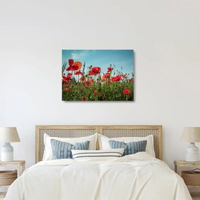 Tablou pe sticlă - Pe câmpul cu maci (70x50 cm)