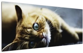 Tablou cu pisica (120x50 cm)