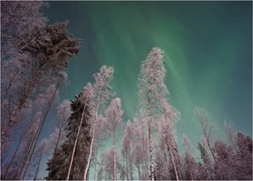 Tablou cu aurora borealis deasupra pomilor înghețați (70x50 cm)