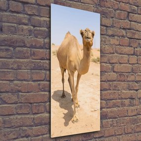 Fotografie imprimată pe sticlă Camel în deșert