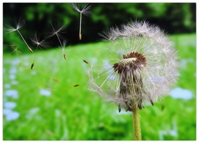 Tablou cu păpădie (70x50 cm)