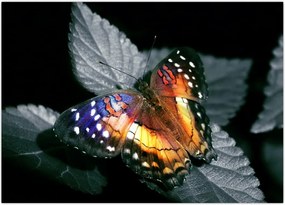 Tablou cu fluture (70x50 cm)