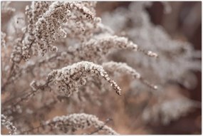 Tablou cu plante (90x60 cm)