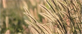 Tablou - Cereale (120x50 cm)