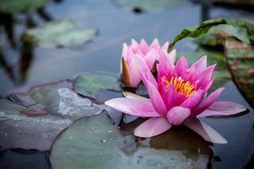 Fototapet autoadeziv floare roz de lotus