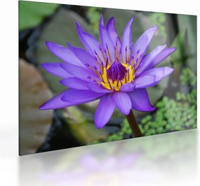Tablou pe sticlă - Floare violet (70x50 cm)