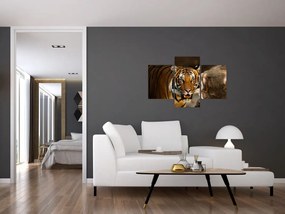 Tablou cu tigrul (90x60 cm)
