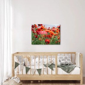 Tablou din câmp cu maci (70x50 cm)