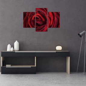 Tablou - Trandafir roșu cu picături de rouă (90x60 cm)