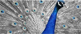 Tablou - păun albastru (120x50 cm)