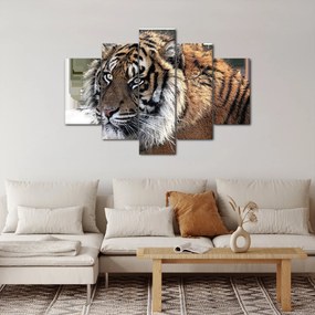 Tablou cu tigrul (150x105 cm)