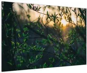 Tablou - Soarele strălucind printre crengile copacilor (90x60 cm)