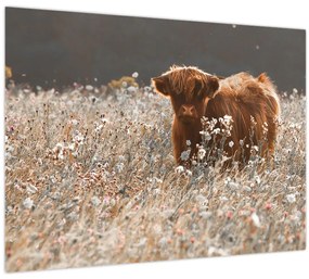 Tablou - Vacă scoțiană (70x50 cm)