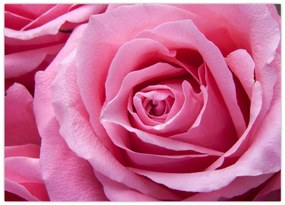 Tablou cu trandafir (70x50 cm)